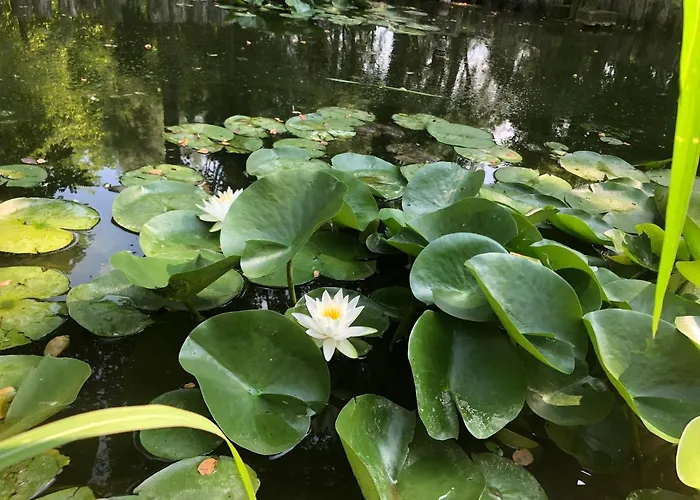 Giardino Di Rebecca Castiglione di Ravenna